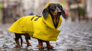 Dachshund standing in the rain wearing a dog coat