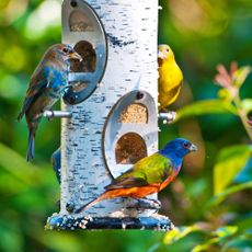 Buntings on bird feeder