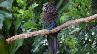 Hawk-Headed Parrot