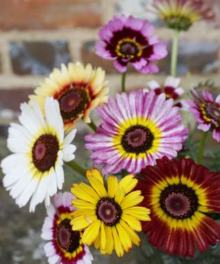 how to grow chrysanthemums: Dunnetti