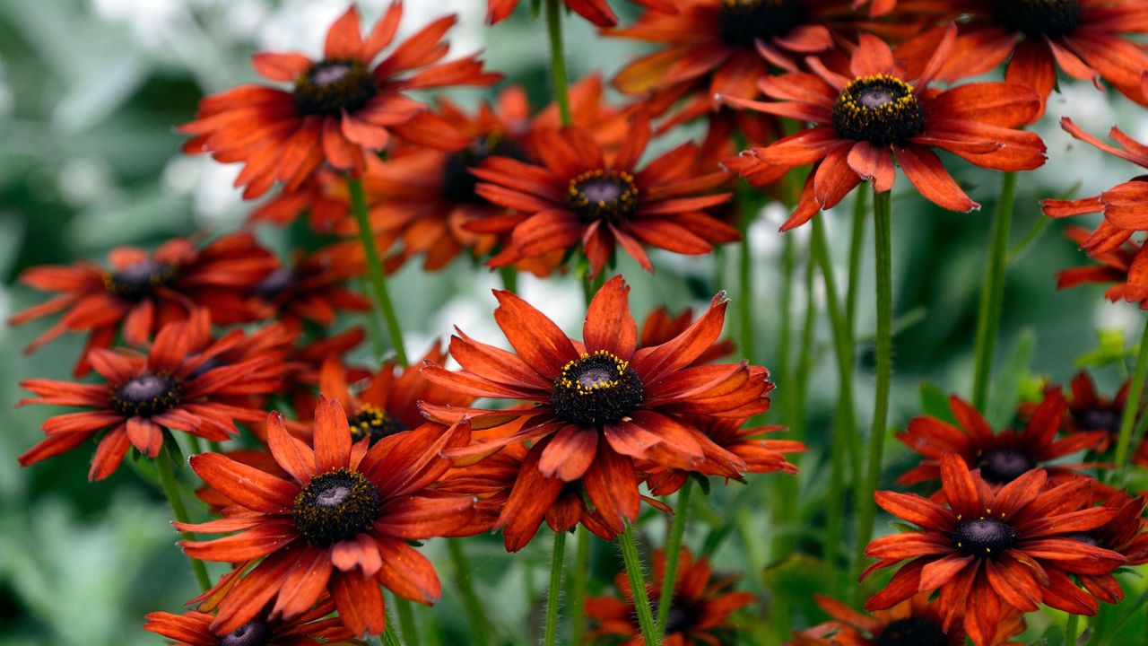 Fall Rudbeckia How to grow rudbeckia: tips for endless summer to fall flowers | Homes ...