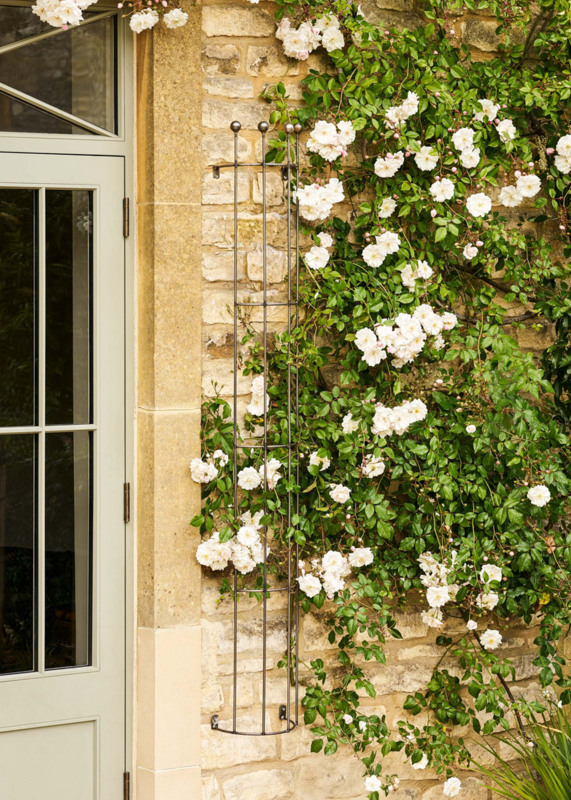 Barrington Drainpipe Trellis in a modern garden with plants hanging around