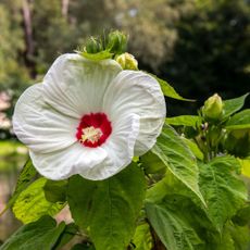 White Flowering Rosemallow Near Water's Edge