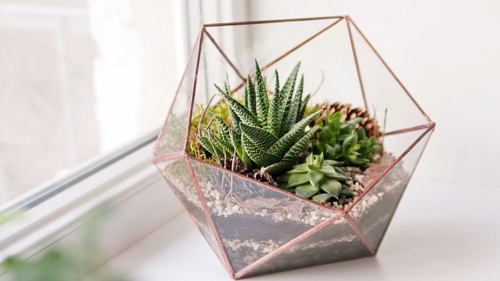 succulents in a terrarium