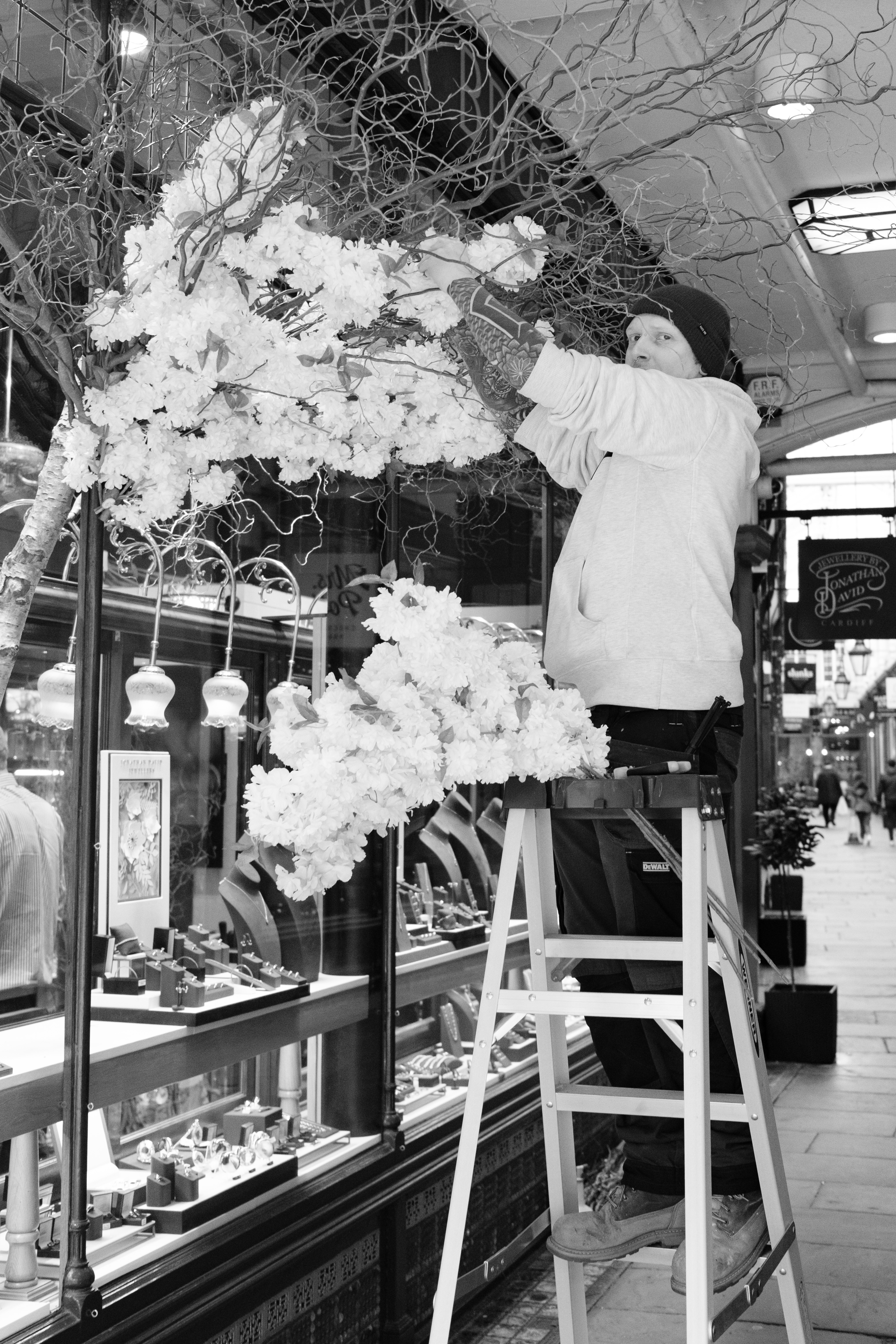 A photo of a person standing on a step ladder installing a tree onto the facade of a shop window, in black and white.