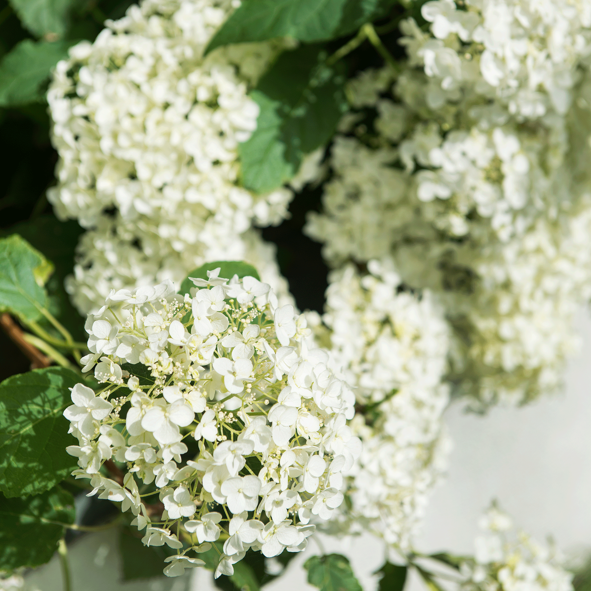 When can you move hydrangeas? Experts explain how to move your beloved blooms without killing them 3 White hydrangeas