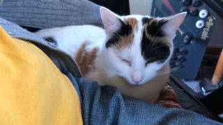 A calico cat sitting near someone's lap
