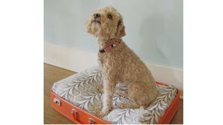DIY dog beds