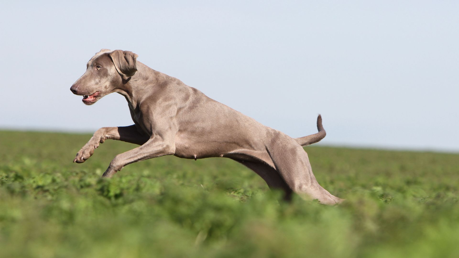 Weimaraner bounding through field