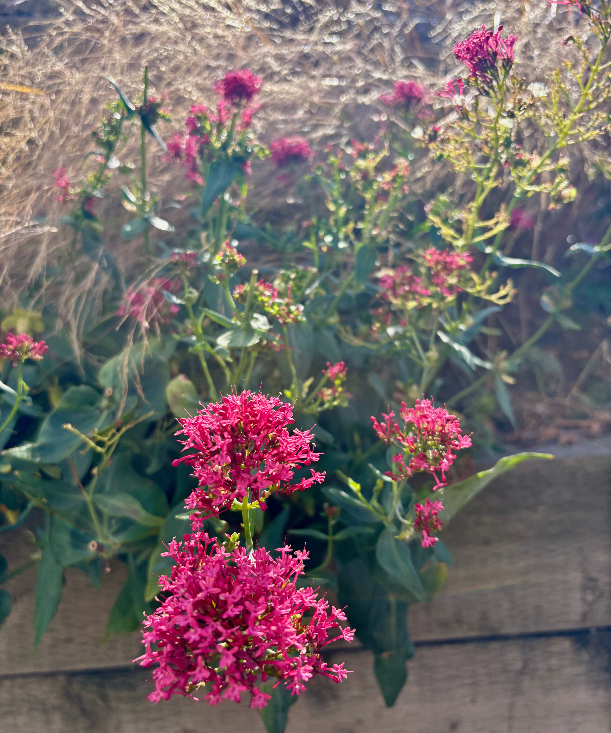 red valerian growing in a raised bed