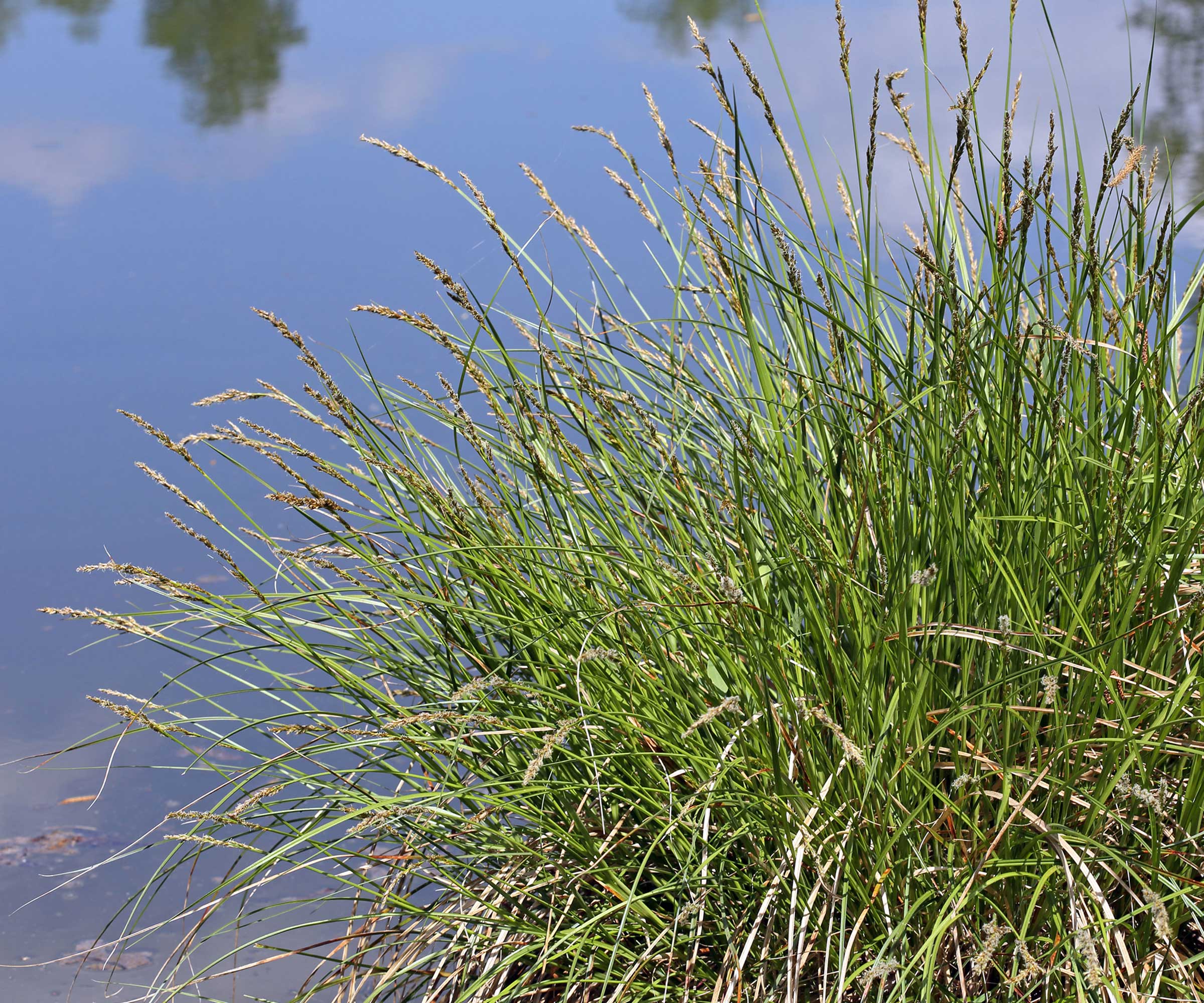 tussock sedge in pond