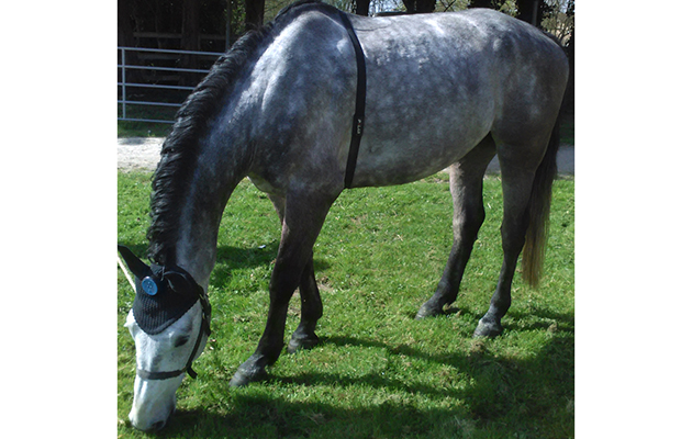 A horse equipped before testing with the in-ear device prototype and the Polar belt (heart rate)