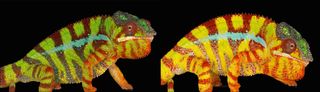 This male chameleon changed color, from green to yellow. Its red markings also became more vibrant.