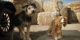 Title dogs in live action Lady and the Tramp