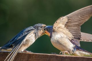 An adult barn swallow (UK) feeding a fledgling.