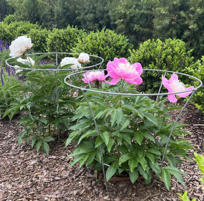 Fluted Peony Support from Agriframes