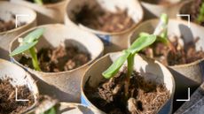 picture of seedlings growing in homemade cardboard pots in garden