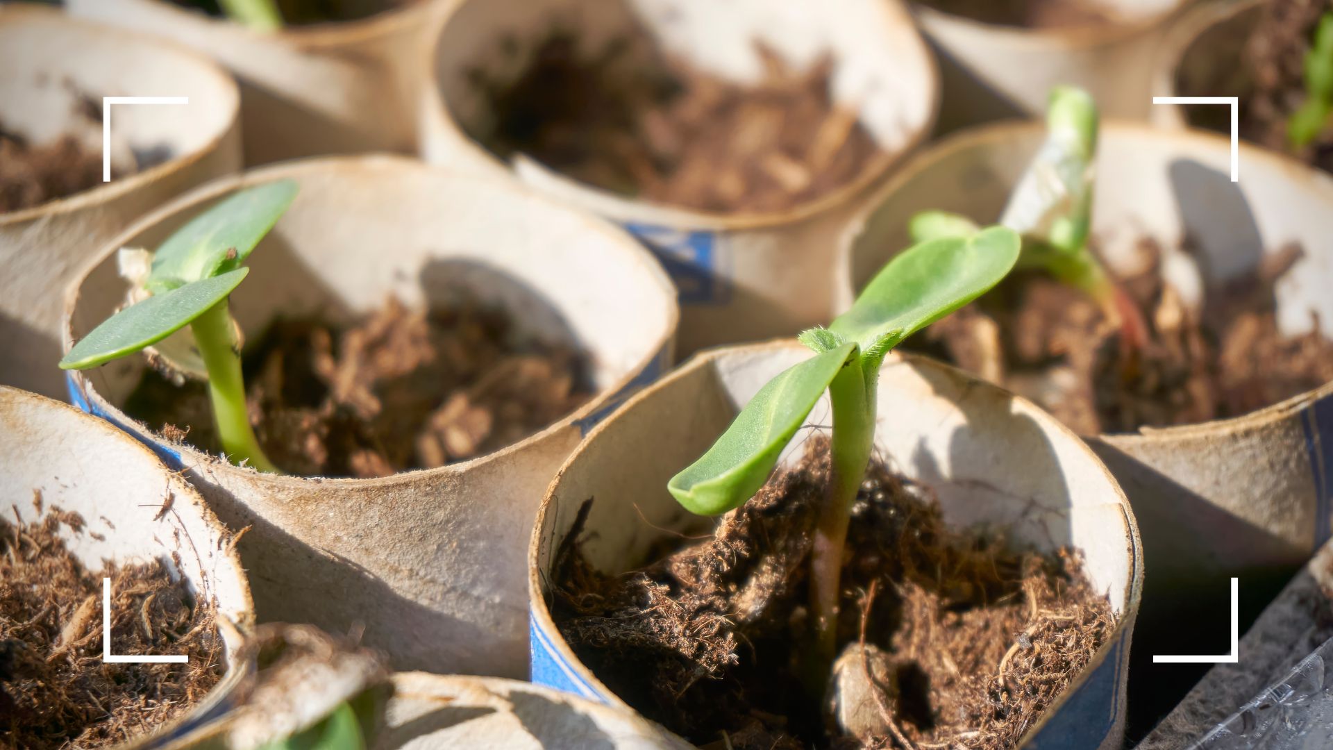 picture of seedlings growing in homemade cardboard pots in garden 