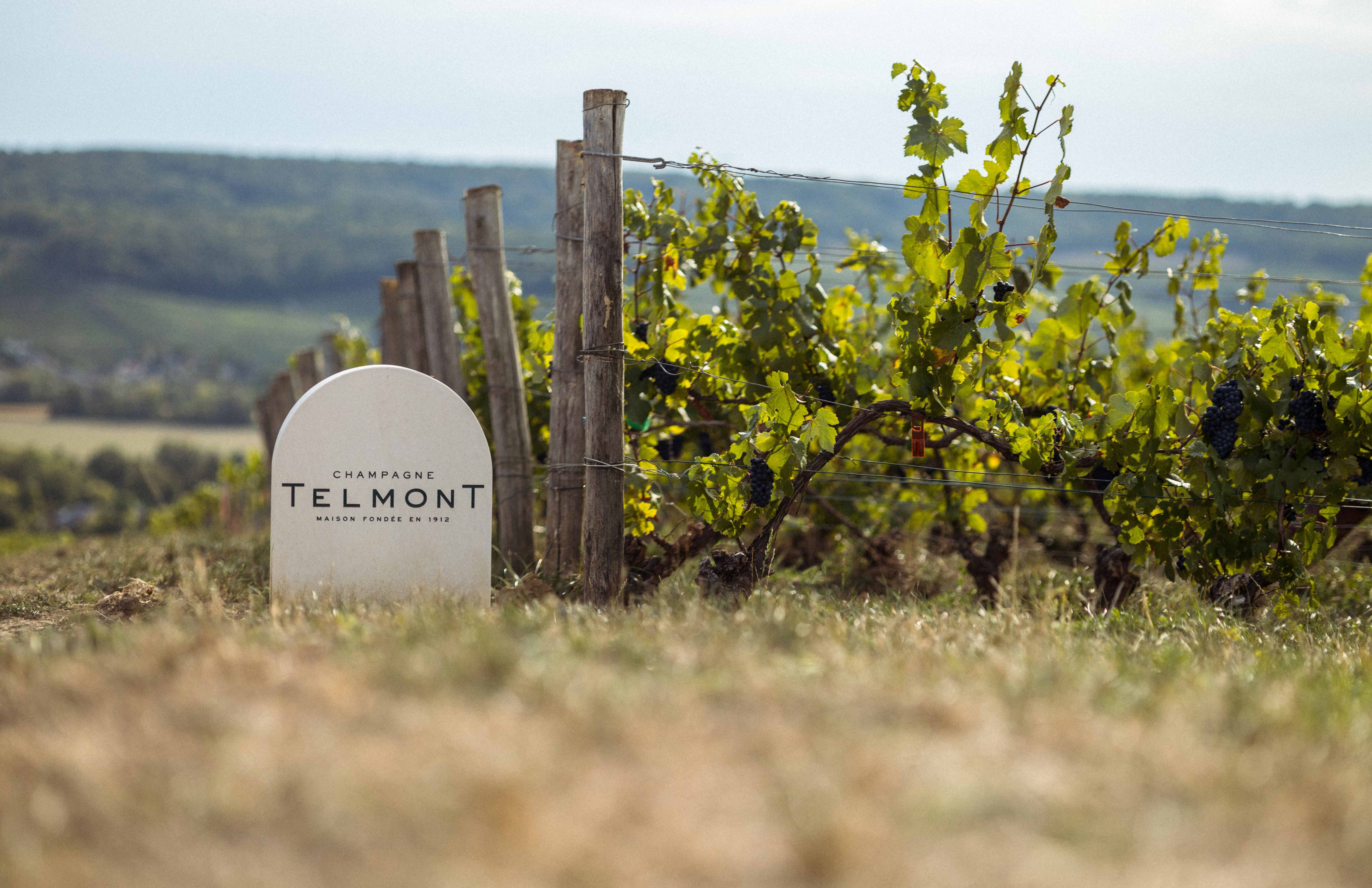 Telmont Champagne vineyard