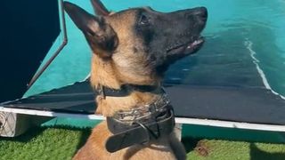 rapping dog Hazel the Belgian Malinois