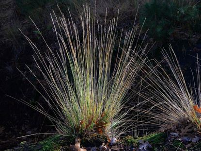 Purple Moor Grass