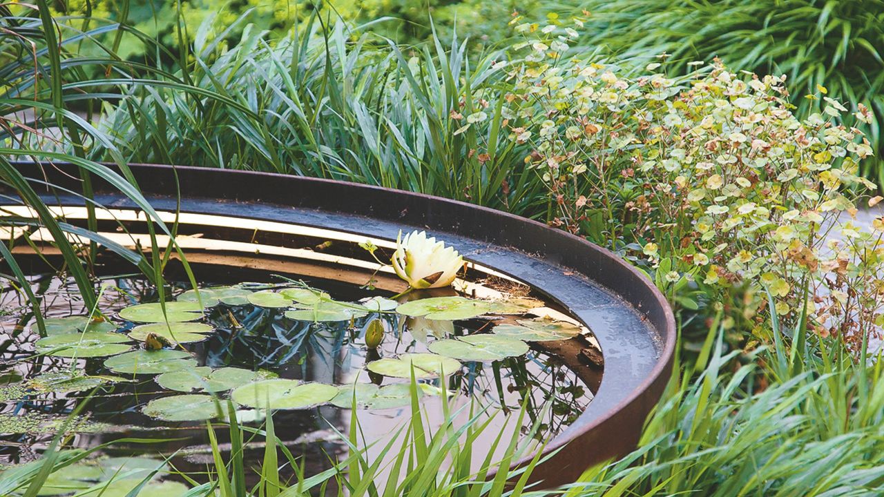 Pond with lily pads surrounded by plants in garden