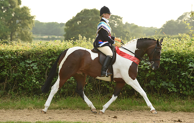 Lucinda Farmborough rides Tambrook My Destiny to top spot in the Skewbald & Piebald Ridden Pony Championship