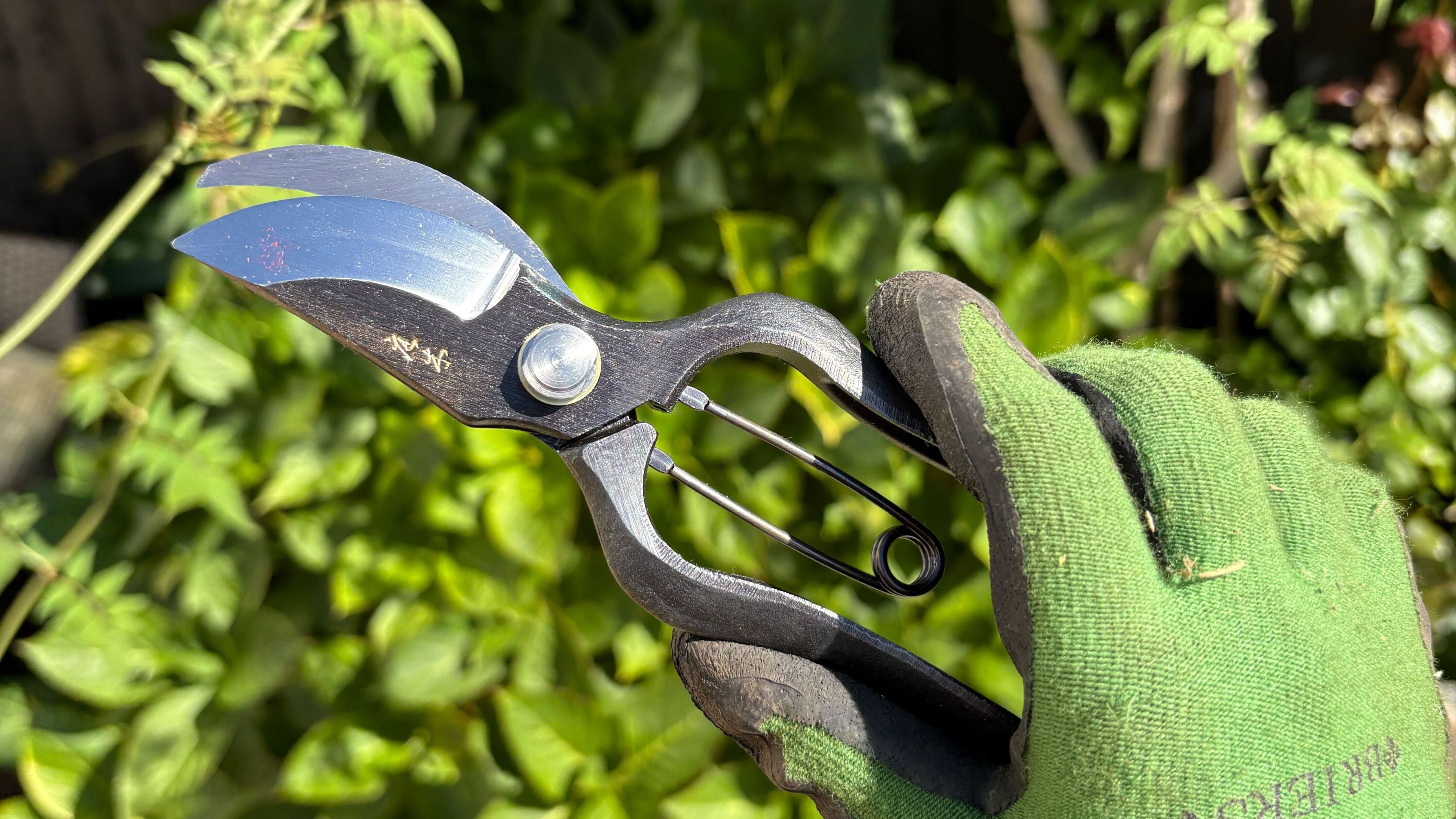 Gloved hand holding Niwaki Sentei Secateurs in garden