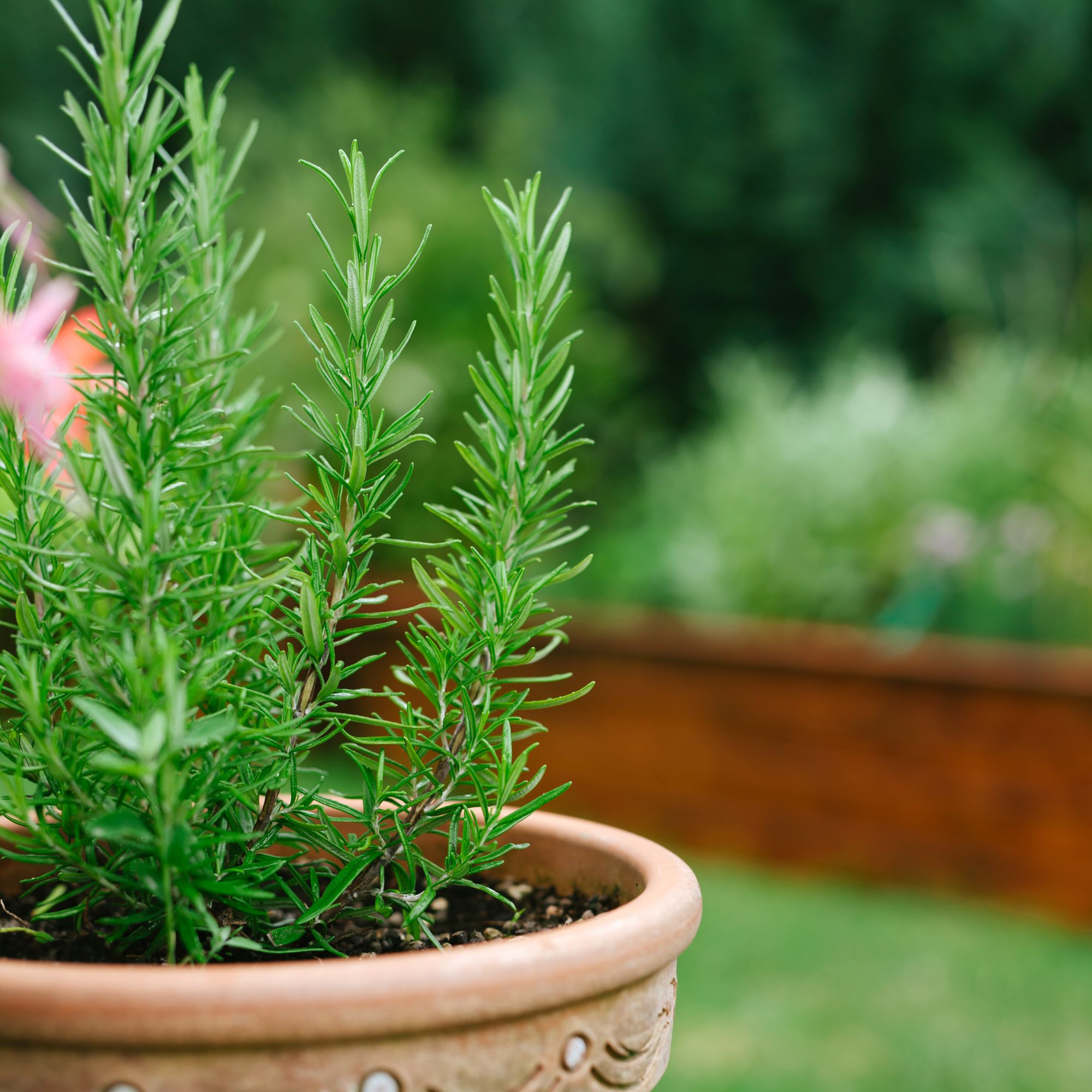 rosemary in pot