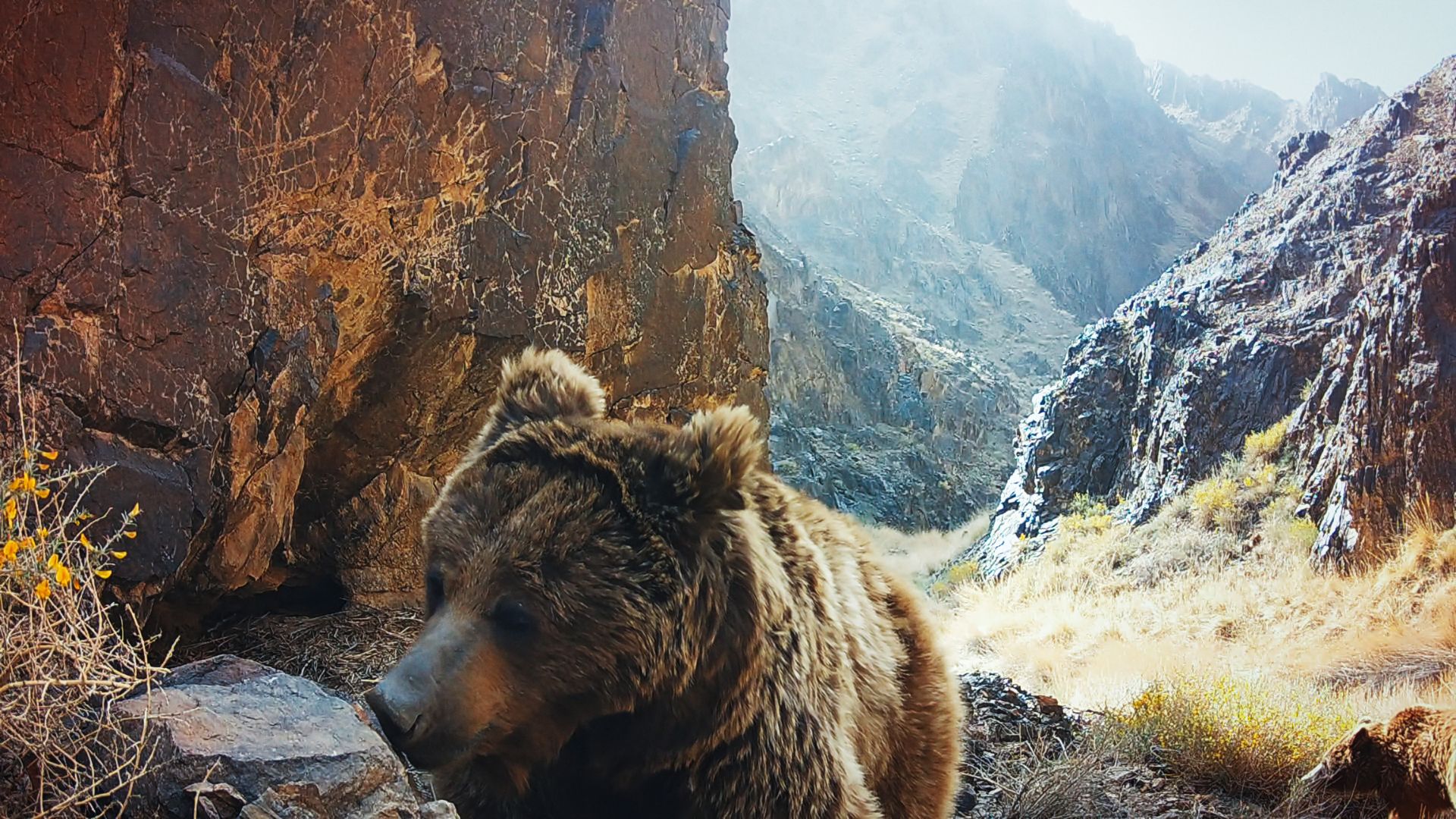 A Gobi bear found in Mongolia in “The Wild Ones,” premiering globally on 11 July 2025 on Apple TV+.