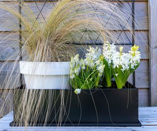 window box with ornamental grass, muscari and hyacinths