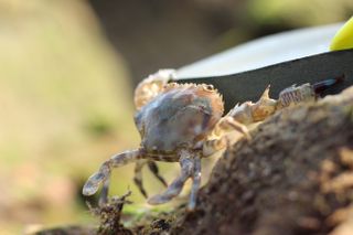 A Dungeness crab sits on the beach.