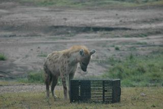In a test of animal smarts, a spotted hyena had to open a latch to get at a hunk of meat inside a cage.