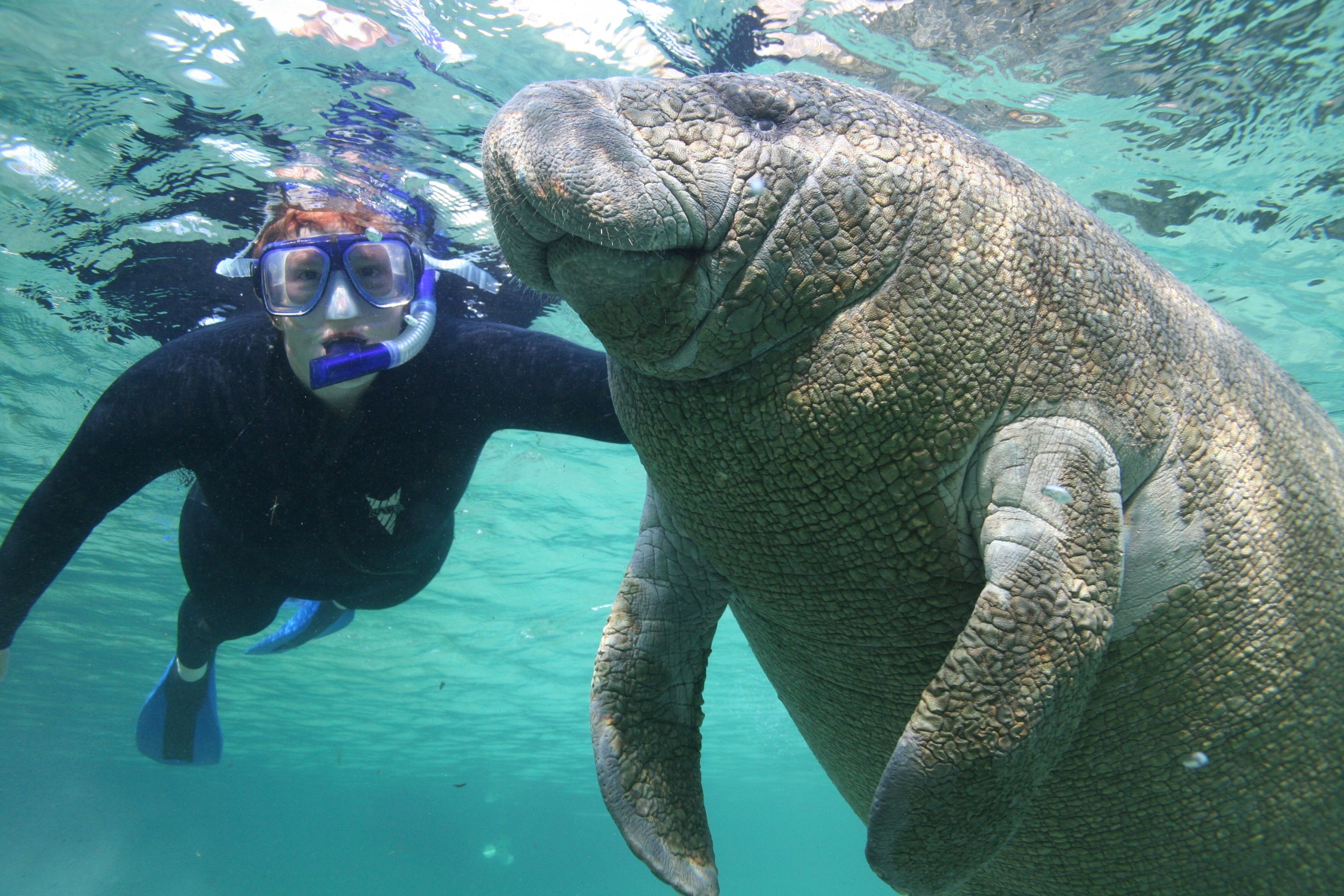 A woman snorkels with a manatee in Florida