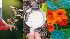 three images of humminbirds, diatomaceous earth and nasturtium flowers