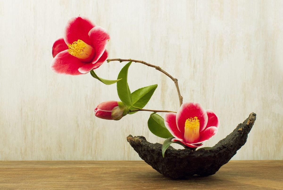 Ikebana Information: Growing Plants For Ikebana Flower Arranging ...