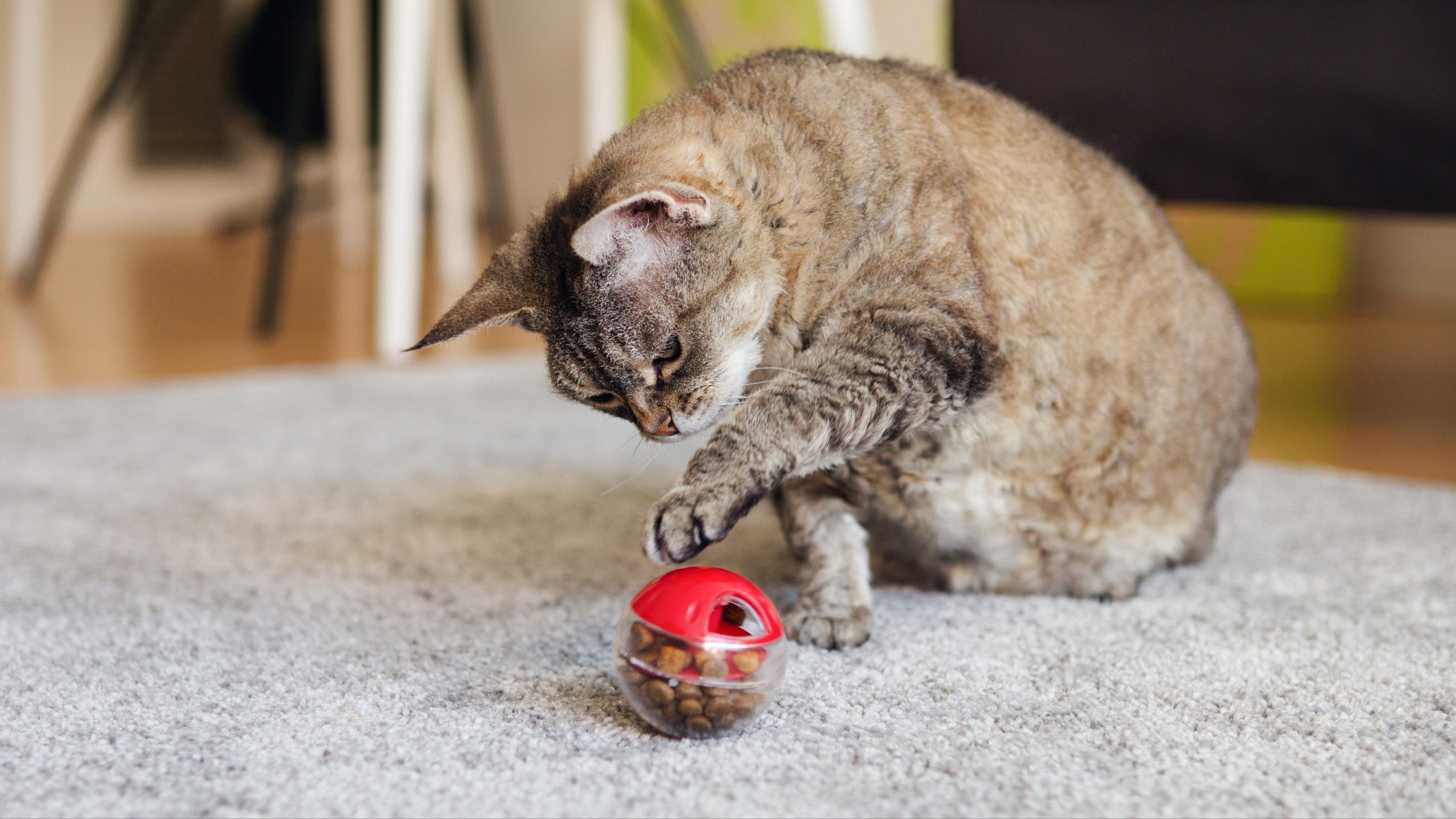 Cat playing with treat ball