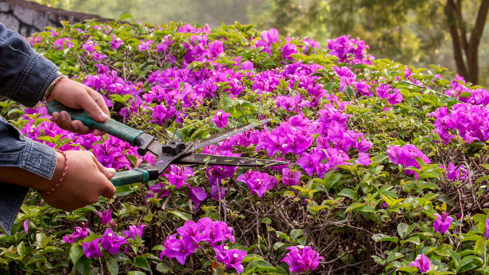 woman pruning bougainvillea hedge 