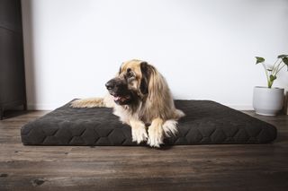 A dog chills on one of the Best Large Dog Beds
