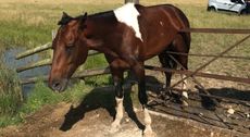 Horse stuck on gate