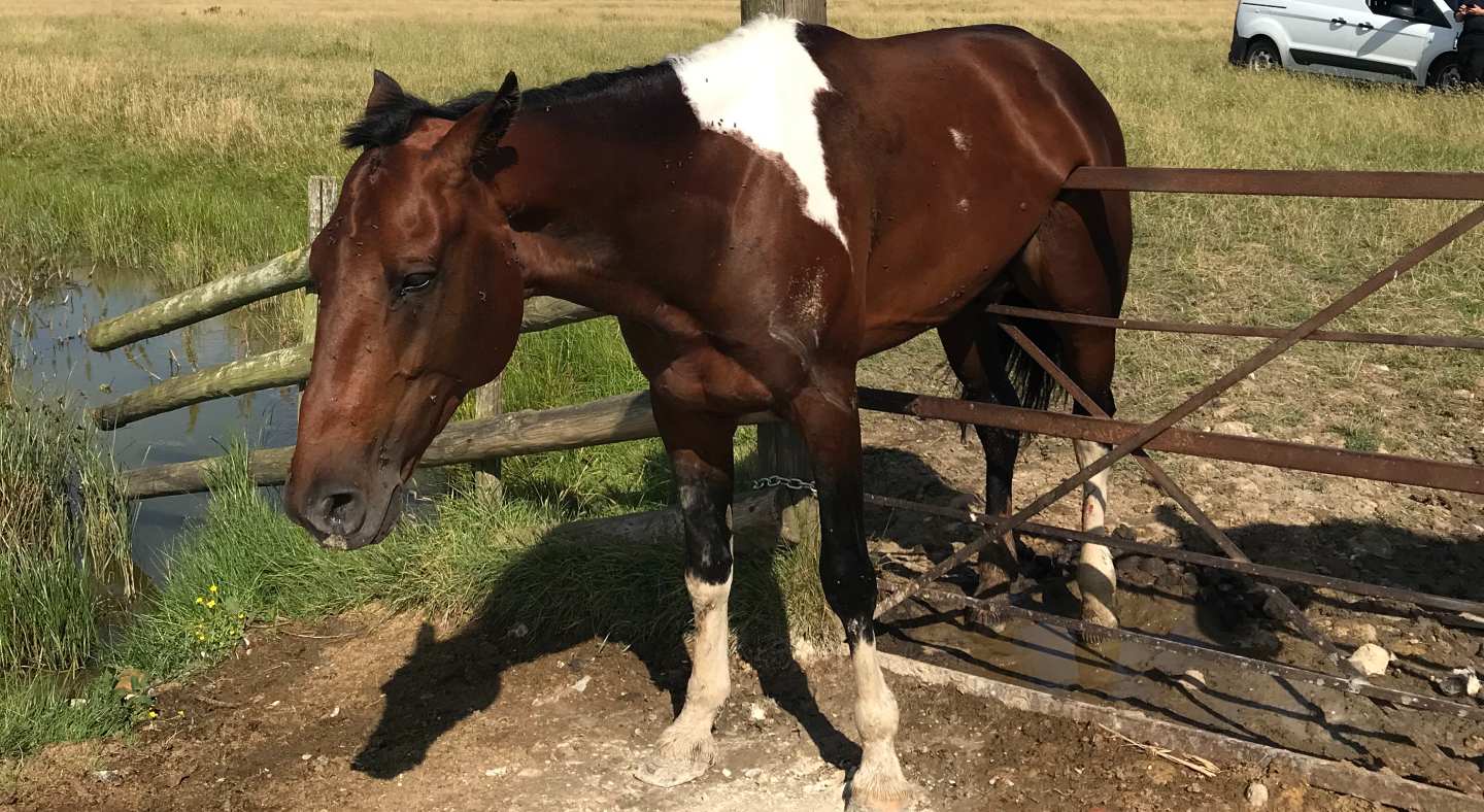 Horse stuck on gate