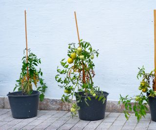 Three tomato plants growing in buckets in a backyard