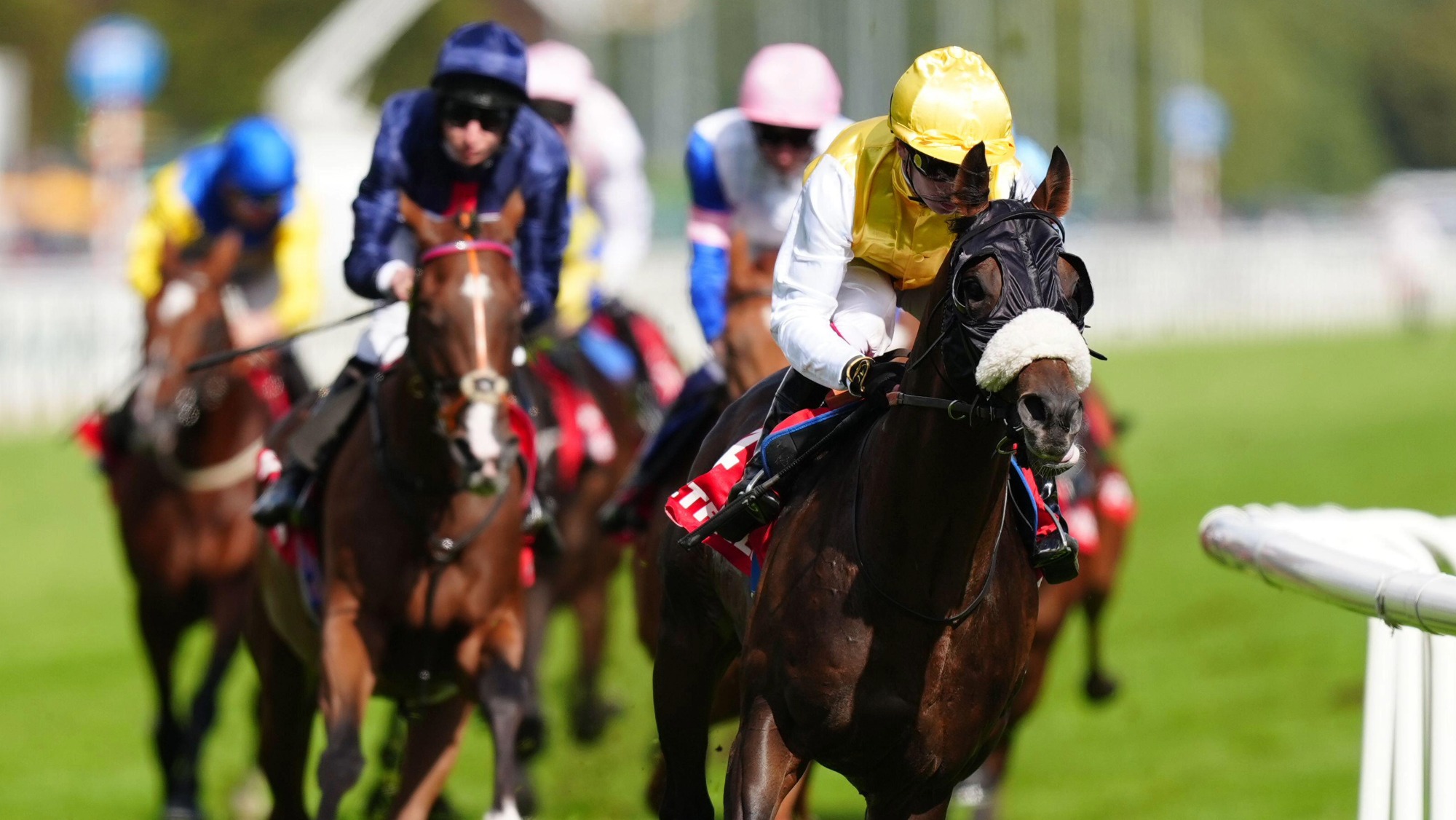 Close up of horses galloping towards camera in horse race at the St Leger Festival at Doncaster