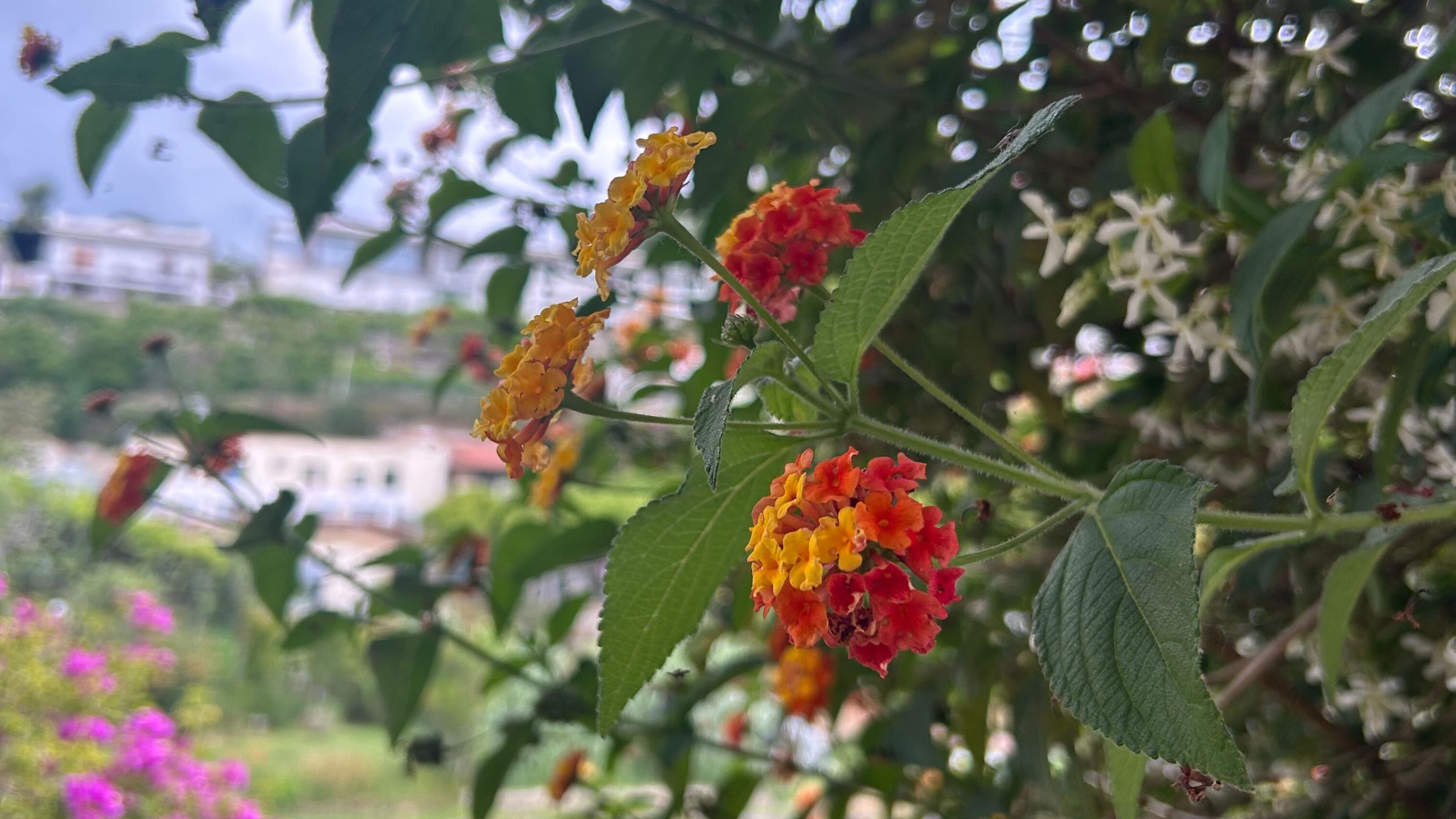 Flowering lantana plant growing in Italian spa garden
