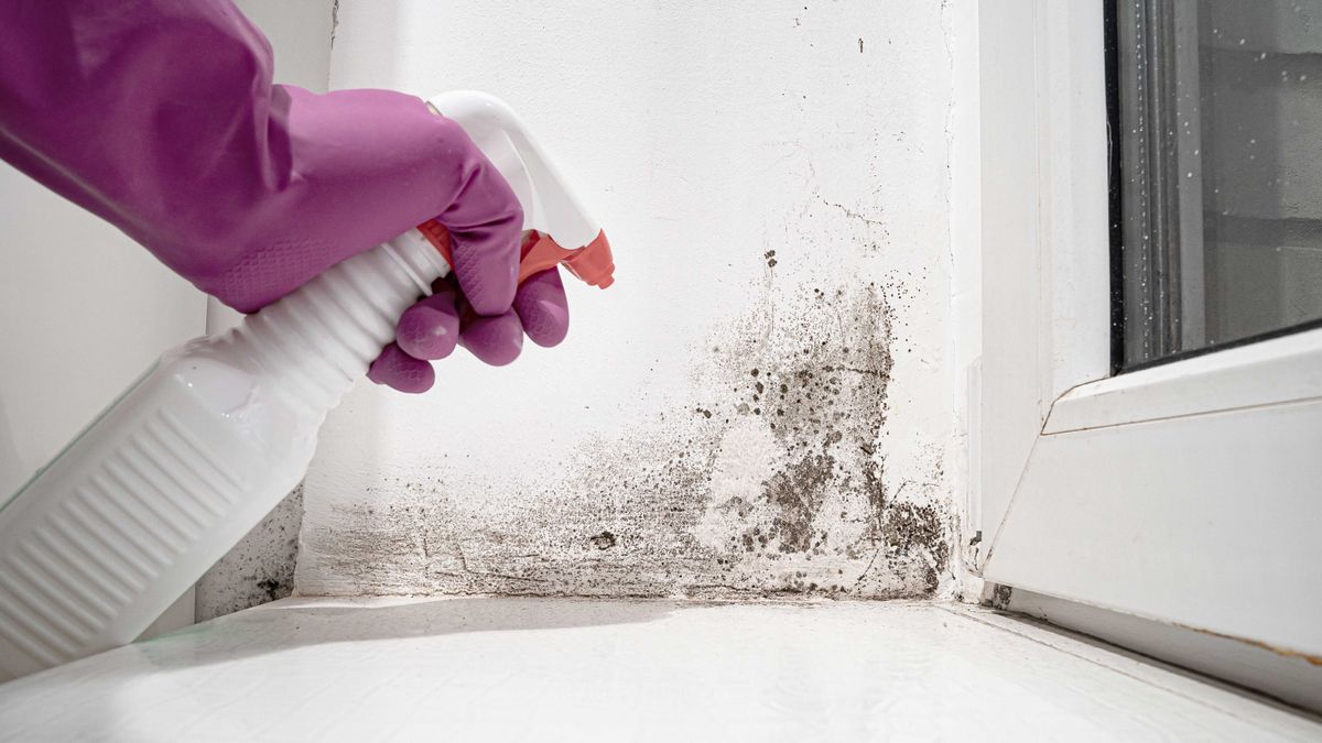 Removing Mould From Walls: How to Clean And Kill Spores