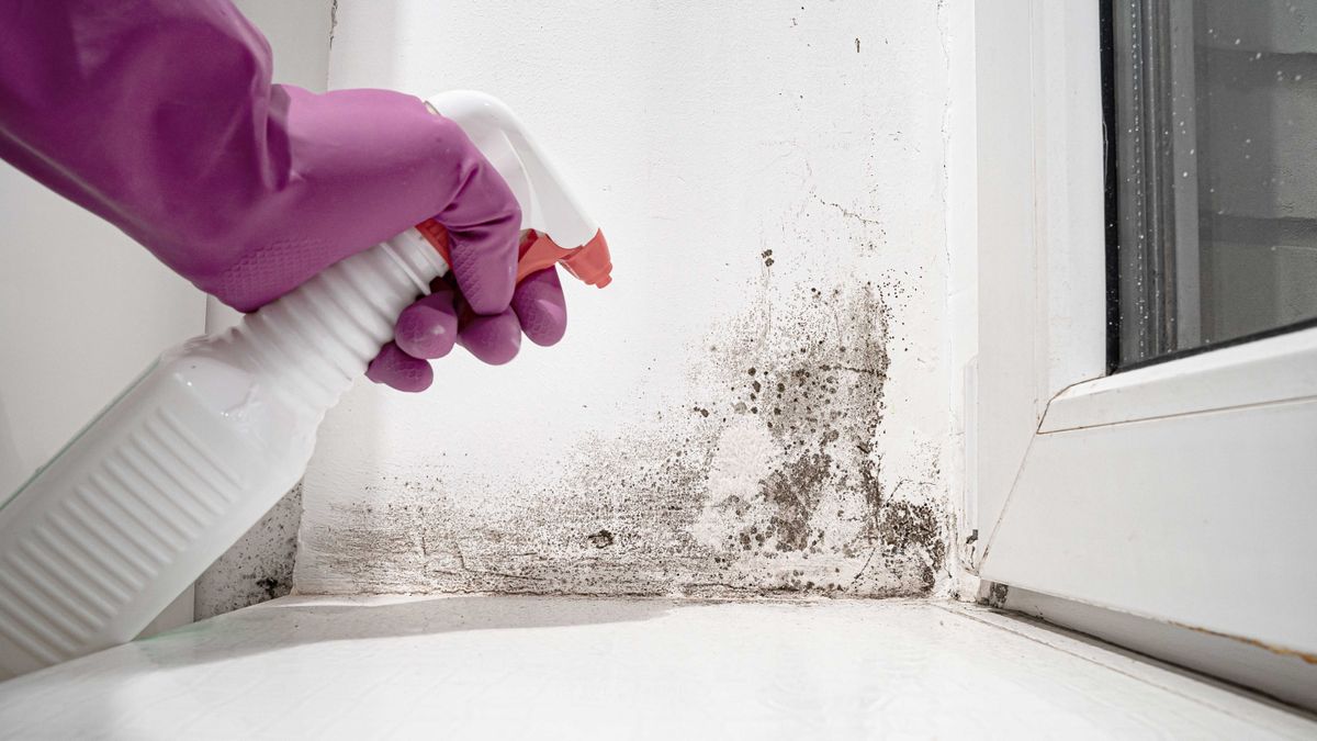 How To Get Rid Of Mold In The Room At August Bell Blog