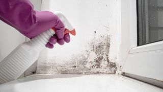 Person spraying mould on walls near window