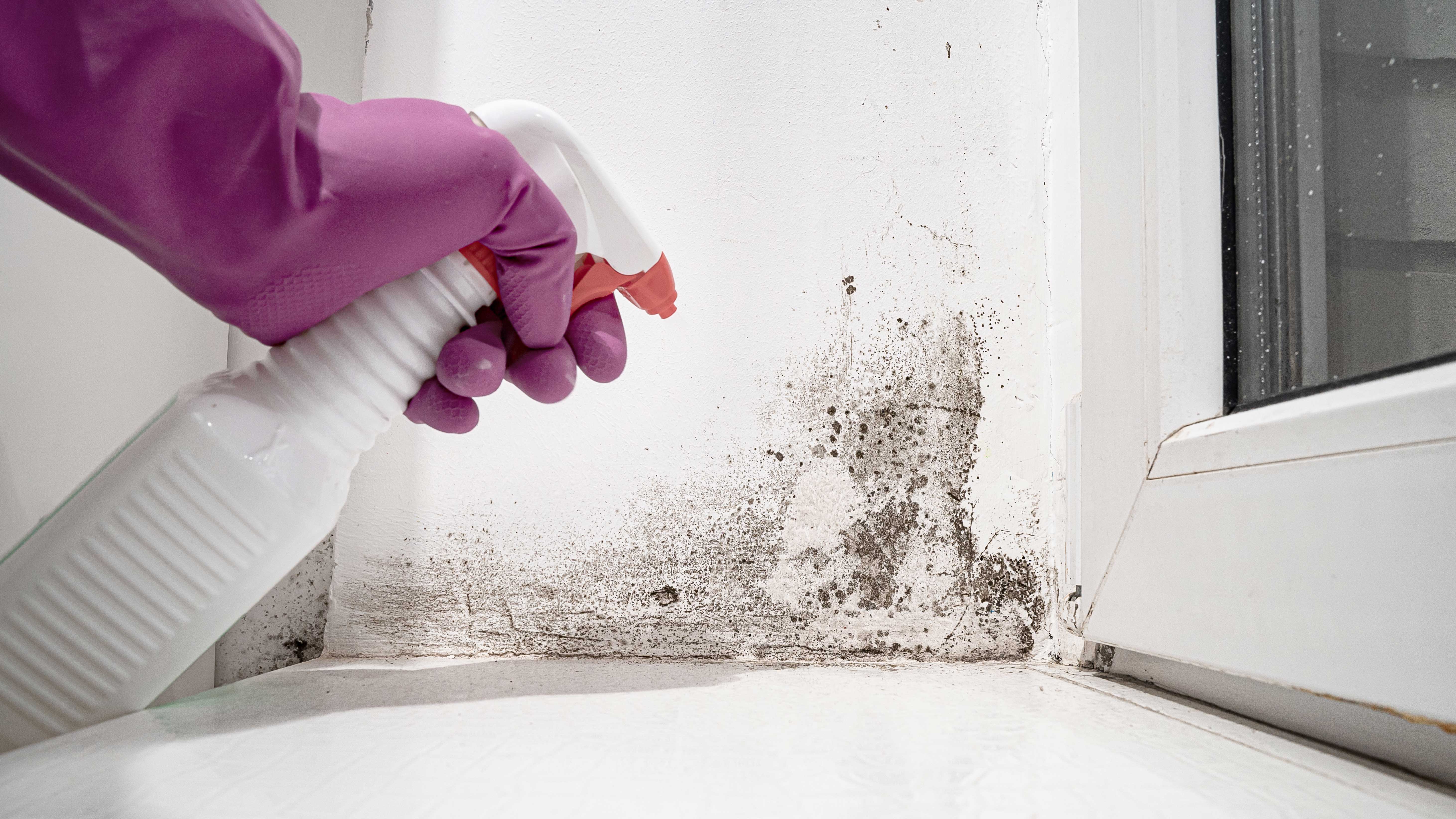how to solve mould problems on walls