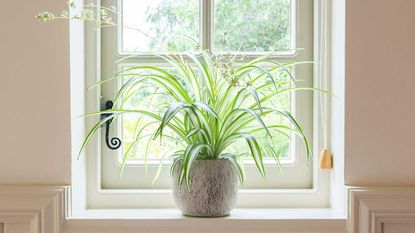 spider plant on windowsill