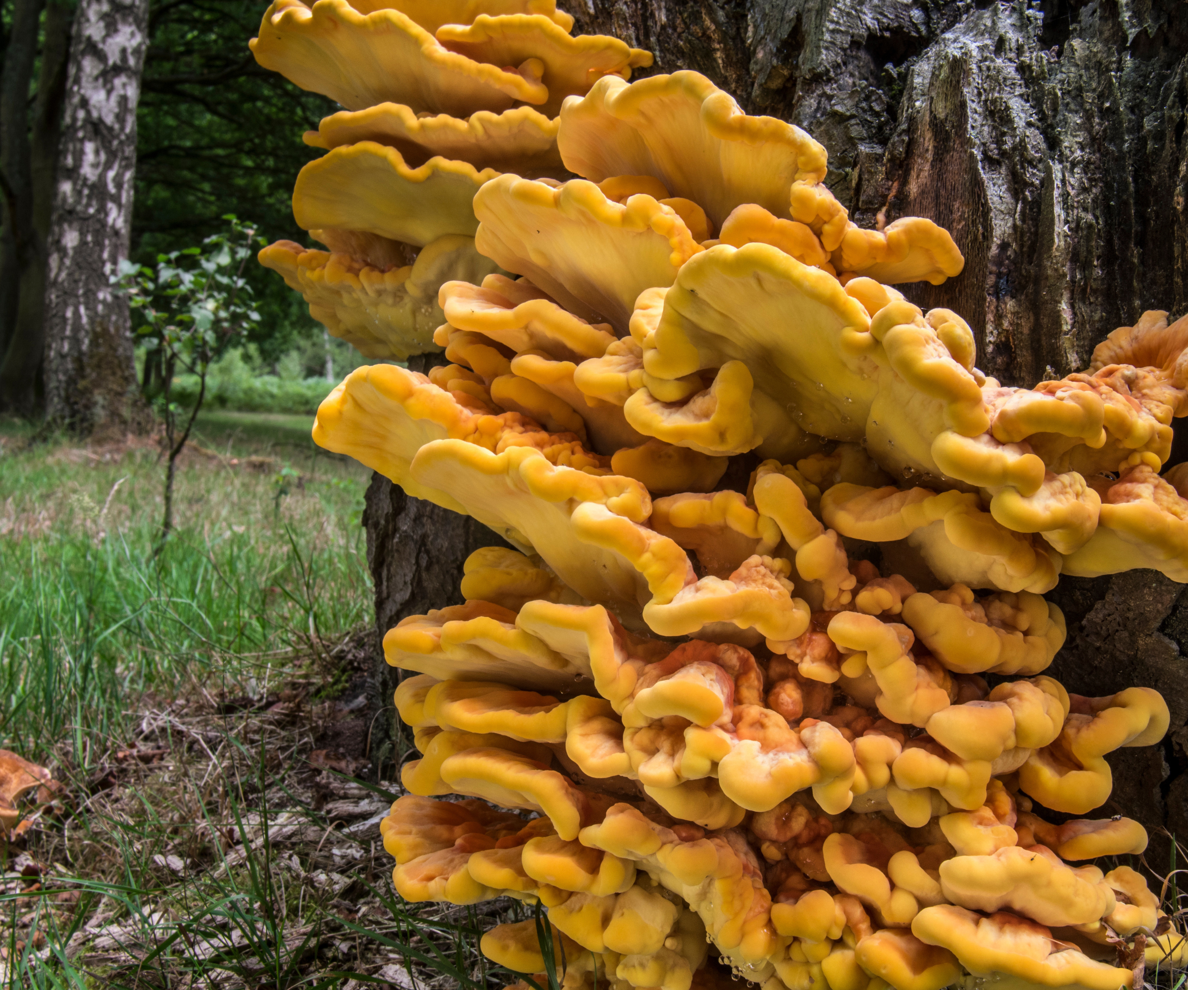 Chicken-of-the-woods / crab-of-the-woods / sulphur polypore / sulphur shelf (Laetiporus sulphureus) growing on tree stump in forest in summer.